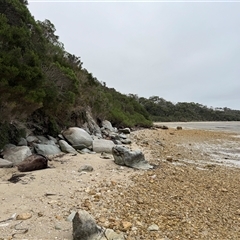 Otariidae (family) (Eared Seals) at Yanakie, VIC - 14 Jan 2025 by Louisab