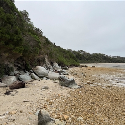 Otariidae (family) (Eared Seals) at Yanakie, VIC - 14 Jan 2025 by Louisab