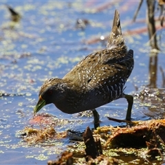 Porzana fluminea (Australian Spotted Crake) at Fyshwick, ACT - 14 Jan 2025 by RodDeb