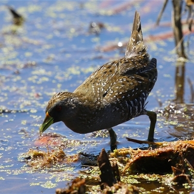 Porzana fluminea (Australian Spotted Crake) at Fyshwick, ACT - 14 Jan 2025 by RodDeb