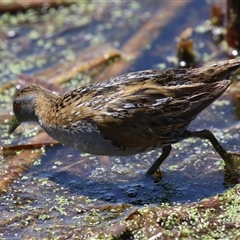 Zapornia pusilla (Baillon's Crake) at Fyshwick, ACT - 14 Jan 2025 by RodDeb