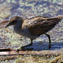 Zapornia pusilla at Fyshwick, ACT - 14 Jan 2025 11:52 AM