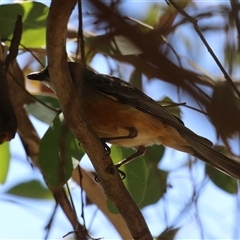 Pachycephala rufiventris (Rufous Whistler) at Fyshwick, ACT - 14 Jan 2025 by RodDeb