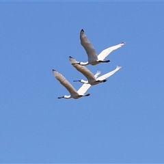 Platalea regia (Royal Spoonbill) at Fyshwick, ACT - 14 Jan 2025 by RodDeb