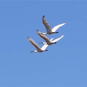 Platalea regia (Royal Spoonbill) at Fyshwick, ACT by RodDeb