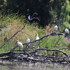 Platalea regia at Fyshwick, ACT - 14 Jan 2025