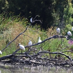 Platalea regia at Fyshwick, ACT - 14 Jan 2025 10:55 AM