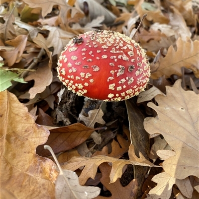 Amanita muscaria (Fly Agaric) at Yarralumla, ACT - 16 May 2024 by jks