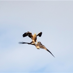 Milvus migrans (Black Kite) at Hay South, NSW - 28 Oct 2022 by AlisonMilton