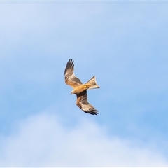 Milvus migrans at Hay South, NSW - 28 Oct 2022 05:52 PM