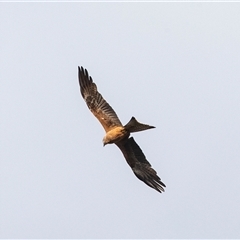 Milvus migrans at Hay South, NSW - 28 Oct 2022 05:52 PM