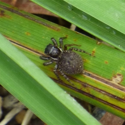 Salticidae (family) (Jumping spider) at West Hobart, TAS - 14 Jan 2025 by VanessaC