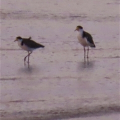 Vanellus miles (Masked Lapwing) at Woorim, QLD - 14 Jan 2025 by lbradley