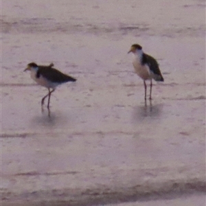 Vanellus miles at Woorim, QLD - 14 Jan 2025 07:49 PM