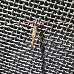 Rhinophthalmus nasutus at Ainslie, ACT - 13 Jan 2025