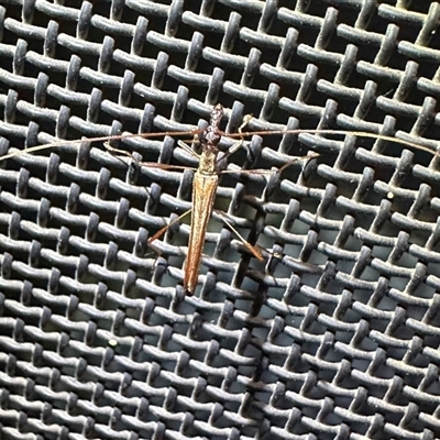 Rhinophthalmus nasutus (A Longhorn Beetle) at Ainslie, ACT - 13 Jan 2025 by Pirom