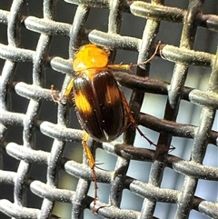Phyllotocus bimaculatus (Nectar scarab) at Ainslie, ACT - 13 Jan 2025 by Pirom