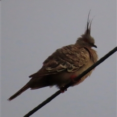 Ocyphaps lophotes (Crested Pigeon) at Woorim, QLD - 14 Jan 2025 by lbradley