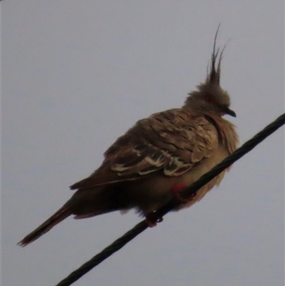 Ocyphaps lophotes at Woorim, QLD - 14 Jan 2025 by lbradley