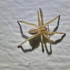Miturgidae (family) (False wolf spider) at Ainslie, ACT - 13 Jan 2025 by Pirom
