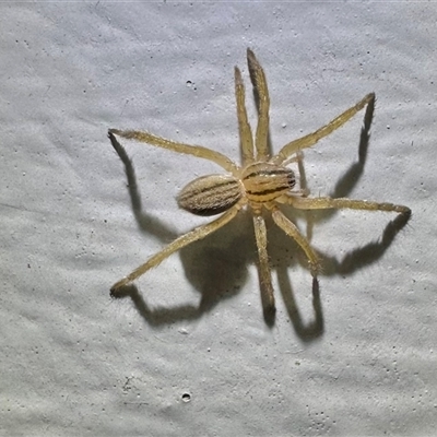 Miturgidae (family) (False wolf spider) at Ainslie, ACT - 13 Jan 2025 by Pirom