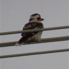 Dacelo novaeguineae at Woorim, QLD - 14 Jan 2025 by lbradley