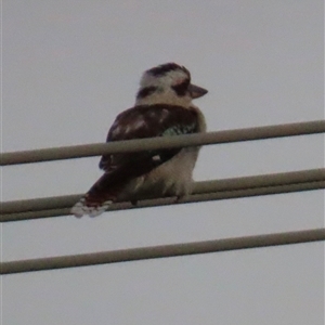 Dacelo novaeguineae at Woorim, QLD - 14 Jan 2025 07:40 PM