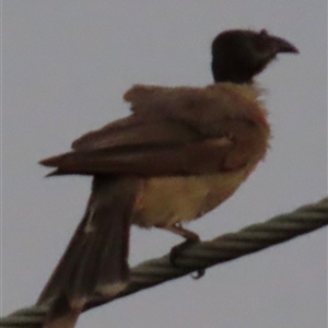 Philemon corniculatus at Woorim, QLD - 14 Jan 2025 07:40 PM