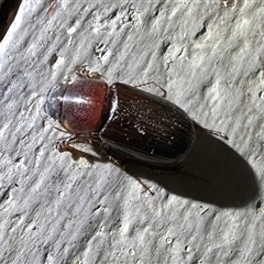 Aphodiinae (subfamily) (Aphodiine scarab beetle) at Ainslie, ACT - 13 Jan 2025 by Pirom