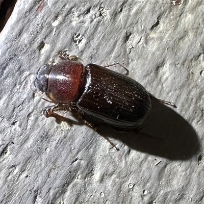 Aphodiinae (subfamily) (Aphodiine scarab beetle) at Ainslie, ACT - 13 Jan 2025 by Pirom