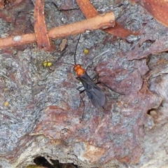 Braconidae (family) at West Hobart, TAS - 14 Jan 2025 by VanessaC