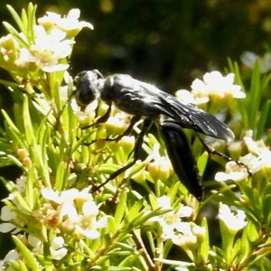 Tiphiidae (family) (Unidentified Smooth flower wasp) at Aranda, ACT by KMcCue