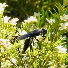 Tiphiidae (family) at Aranda, ACT - 14 Jan 2025 02:18 PM