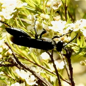 Tiphiidae (family) at Aranda, ACT - 14 Jan 2025 02:18 PM