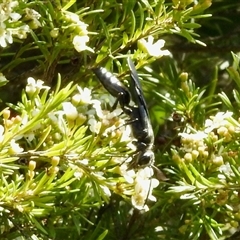 Tiphiidae (family) at Aranda, ACT - 14 Jan 2025 02:18 PM