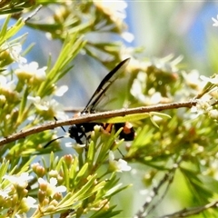 Pterygophorus cinctus (Bottlebrush sawfly) at Aranda, ACT - 14 Jan 2025 by KMcCue