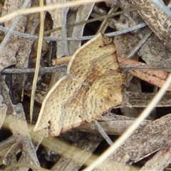 Anachloris uncinata (Hook-winged Carpet) at West Hobart, TAS - 14 Jan 2025 by VanessaC