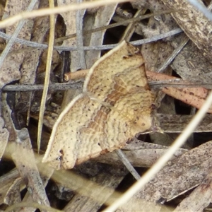 Anachloris uncinata (Hook-winged Carpet) at West Hobart, TAS by VanessaC