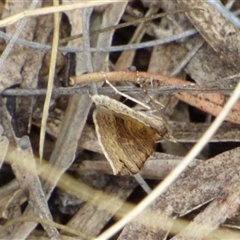 Anachloris uncinata at West Hobart, TAS - 14 Jan 2025 05:05 PM