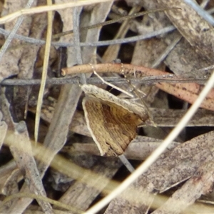 Anachloris uncinata at West Hobart, TAS - 14 Jan 2025 05:05 PM