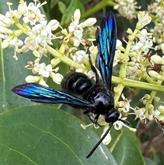 Austroscolia soror (Blue Flower Wasp) at Pialligo, ACT - 13 Jan 2025 by Pirom