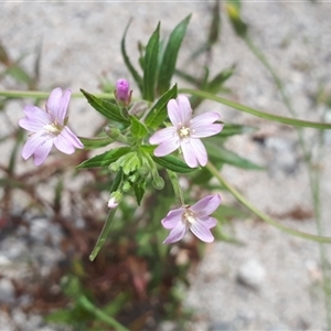 Epilobium ciliatum (A Willow Herb) at Yaouk, NSW by Janet