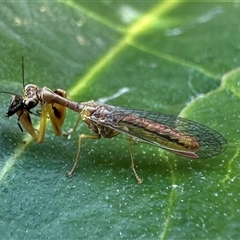 Campion sp. (genus) (Mantis Fly) at Pialligo, ACT - 13 Jan 2025 by Pirom