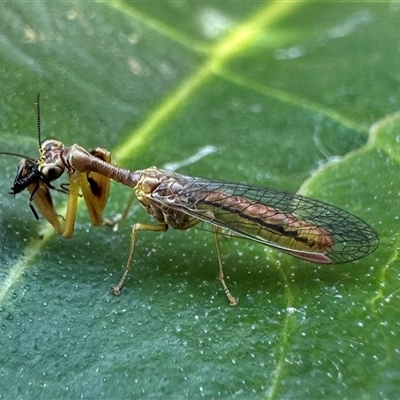 Campion sp. (genus) (Mantis Fly) at Pialligo, ACT - 13 Jan 2025 by Pirom