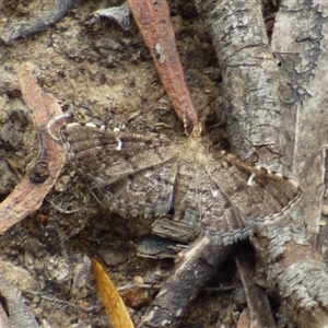 Corgatha sideropasta at West Hobart, TAS by VanessaC