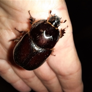 Unidentified Scarab beetle (Scarabaeidae) at Goulburn, NSW by glbn1