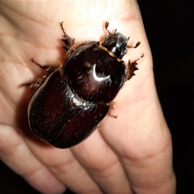 Unidentified Scarab beetle (Scarabaeidae) at Goulburn, NSW - 14 Jan 2025 by glbn1