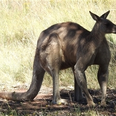 Macropus giganteus (Eastern Grey Kangaroo) at Kambah, ACT - 13 Jan 2025 by HelenCross