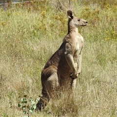 Macropus giganteus at Kambah, ACT - 13 Jan 2025 11:35 AM
