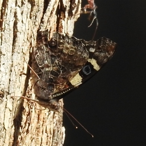 Vanessa itea (Yellow Admiral) at Kambah, ACT by HelenCross